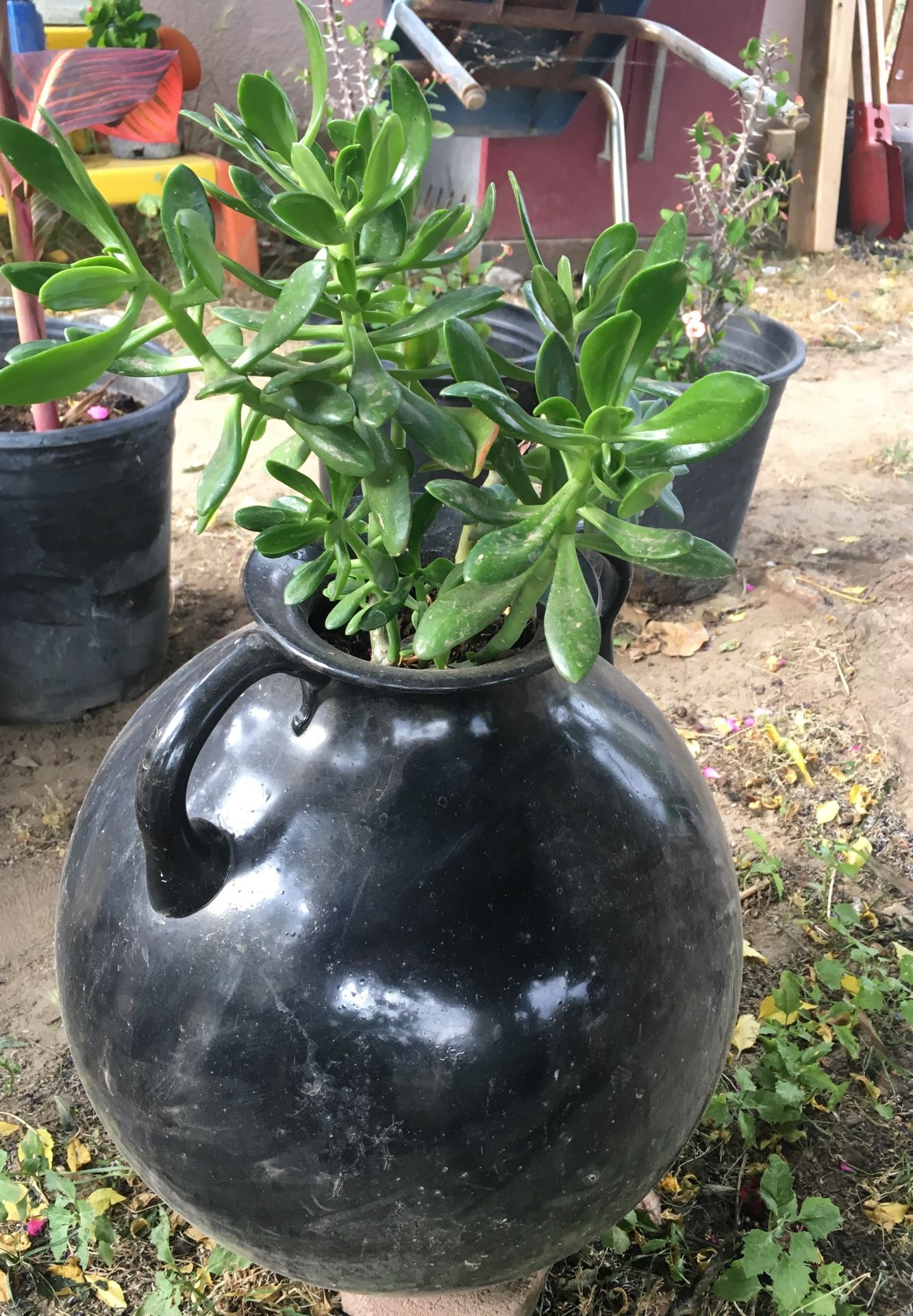 Plant w pot