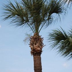 Palm And Tree Trimming 