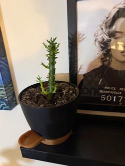 Eves Pin Cactus