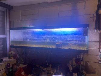 Turtle Fish Tank 30 gallons