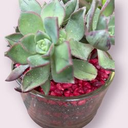 $12  Many Living Succulents 