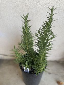 Rose Mary Herb Plant, In 1 Gallon Pot Pick Up Only