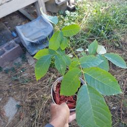 Walnut Trees (English/Black)