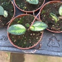 Riverside Greenhouse 