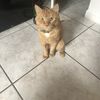 Luis