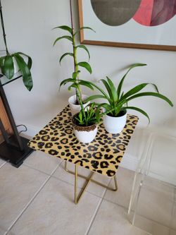 Modern Side table gold metal base  wood top animal print plant stand 19"×19"