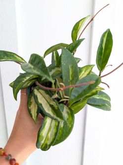 Hoya Carnosa Variegated Krimson Princess Plant 4" Pot - Indoor House Plants