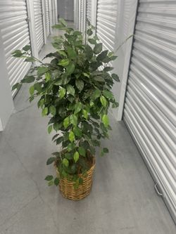 Fake Plant 