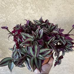 Purple Wandering Jew Plant