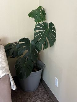 Monstera Deliciosa