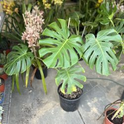 Monstera Plants 🌱 