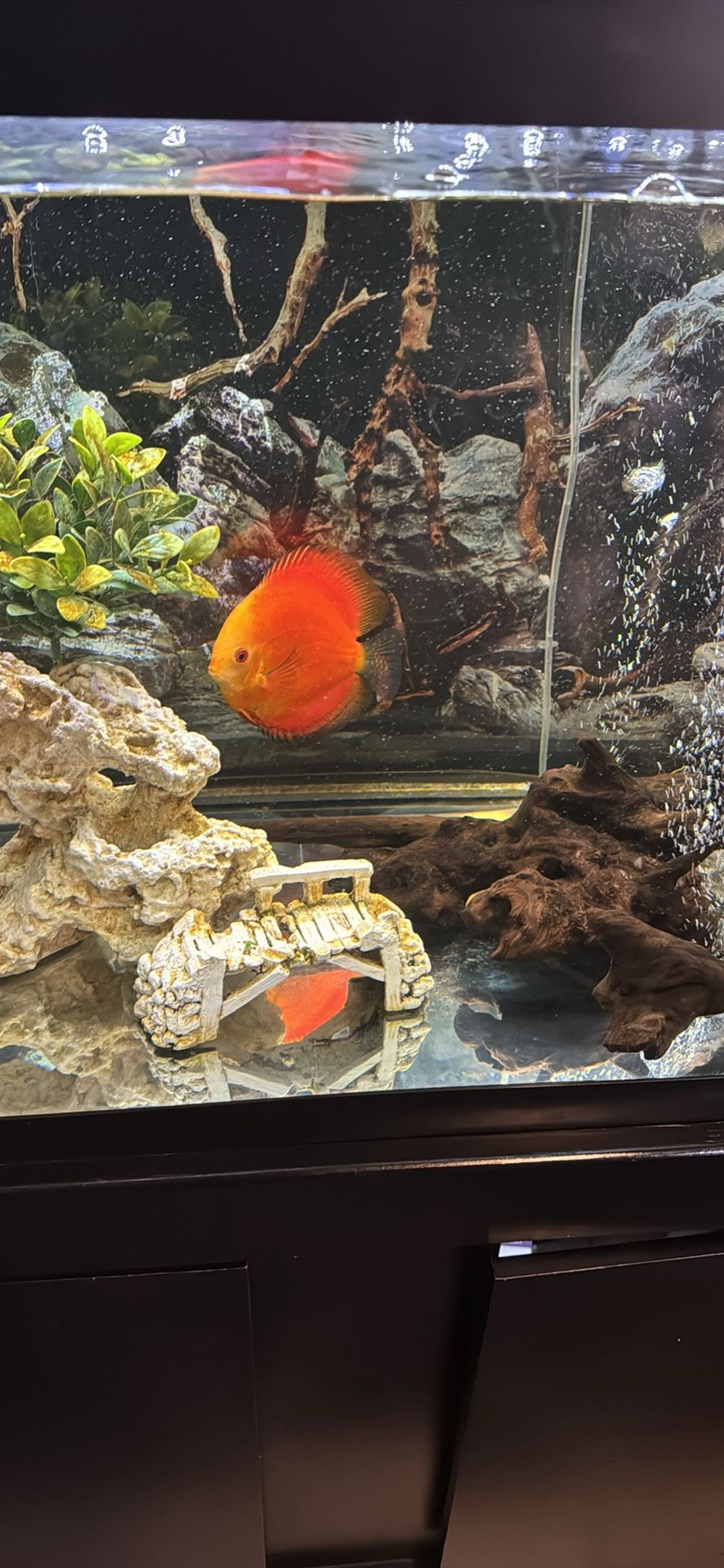 70 Gallon Fish Tank