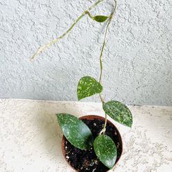 Hoya Verticillata Plant 