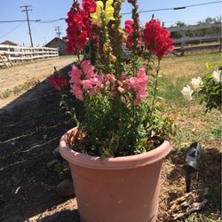 Gorgeous Multi Colored Snapdragon Plants Potted