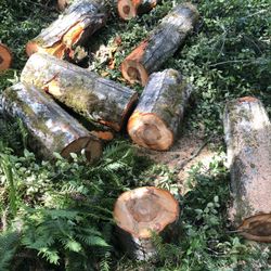 Free Alder Wood Free