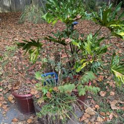 Outdoor & Indoor Potted Plants