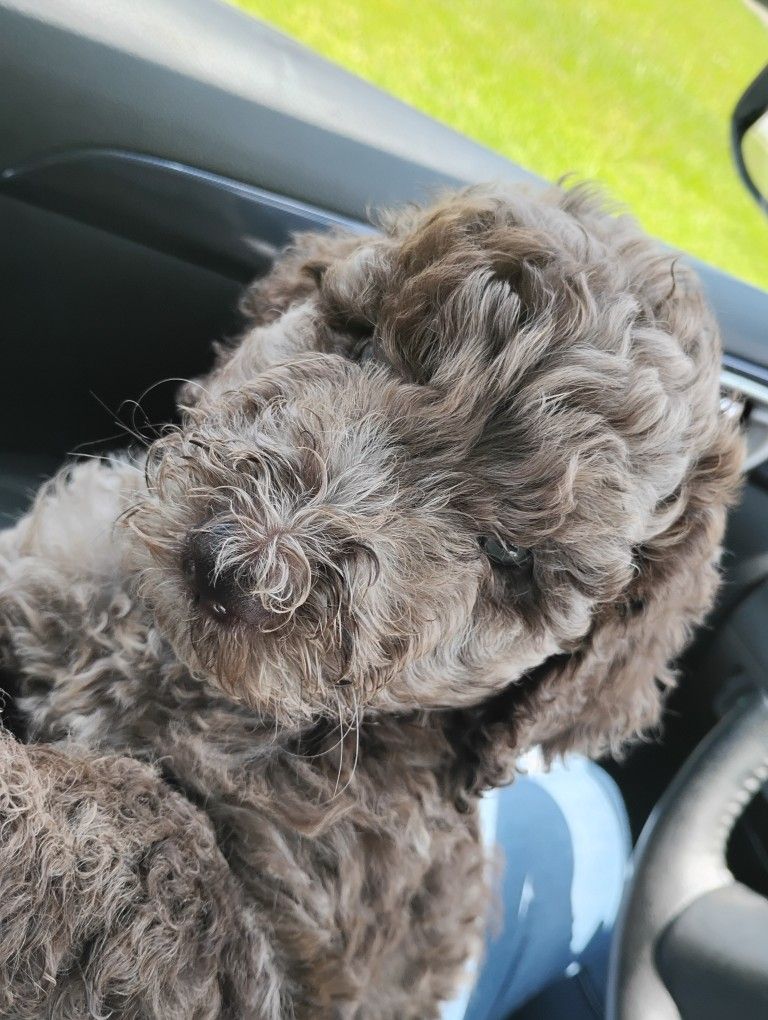 Laberdoodle