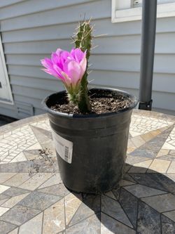 Cactus