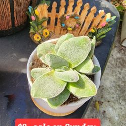 PLANT SALE THIS WEEK IN SAN LORENZO..SKYLINE SUCCULENTS OF SAN LORENZO