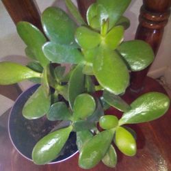 Jade Succulent Plant 