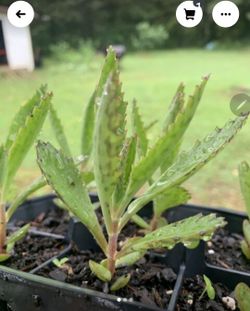 3 Blooming Mother Of Thousands Succulent, Live Rooted Plants