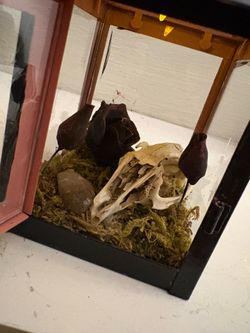 Oddities skull in lantern with crystals