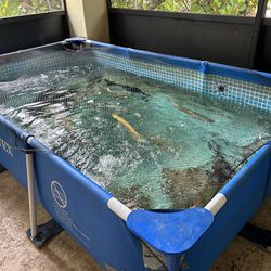 Pool Pond/ Fish Tank