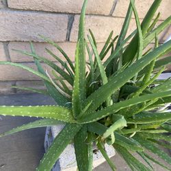 Aloe Vera 