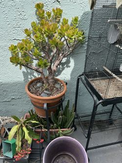 Una Planta De Jade en Maseta De Barro 