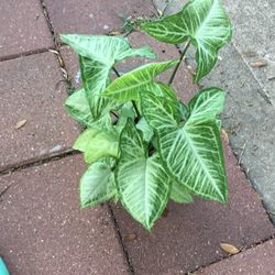 Arrowhead Plant It’s Air Purifier Plant 