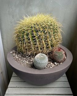 Large Golden Barrel Cactus Arrangement