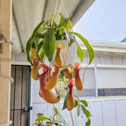 NEPENTHES Pitcher PLANT
