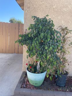 Plant