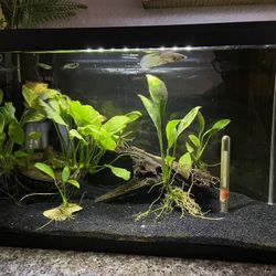 5 Gallon Tank