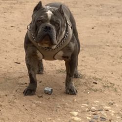 Dog-Kennel-Food
