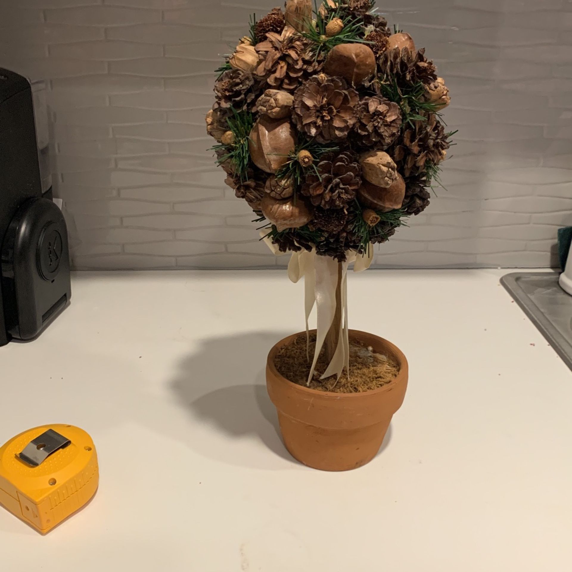 Acorn Nut Plant