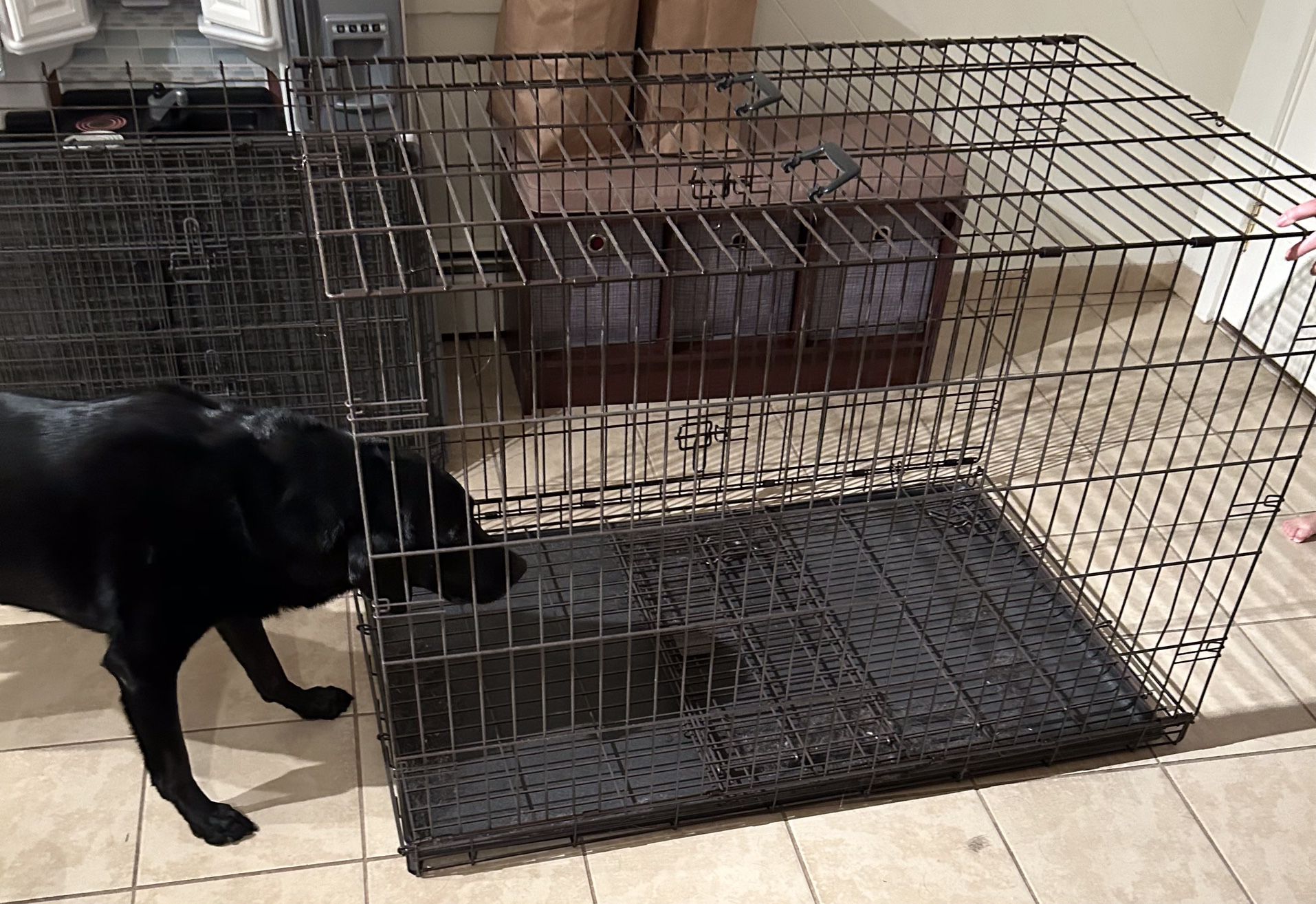 Extra Large Dog Cage-Willing To Negotiate  