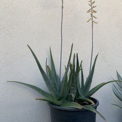 Aloe Vera Plant 