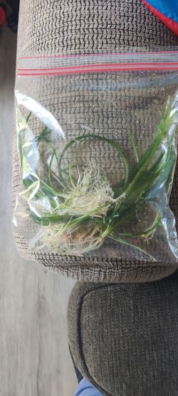 Live Aquarium Plants