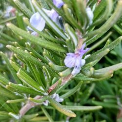 Fresh organic Rosemary 