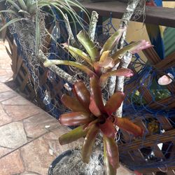 Garden Decoration $18.00