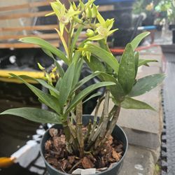 Elegant Heart  × Aussie Parade 