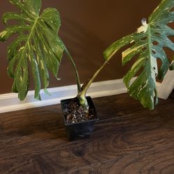 Variegated Monstera Thai Constellation Plant (pls Read Description Below)