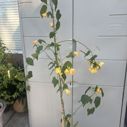 5.5ft Tall Yellow Flowering Maple Plant 