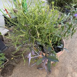 Large Stlck Plant With Jade, Mexican Petunias And More