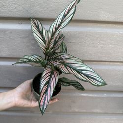 4” Calathea White Star