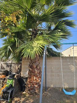 Palm Tree