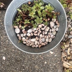 Hens And Chicks Succulents 