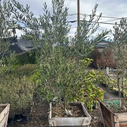 Olive Multi Trunk Tree