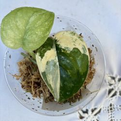 Scindapsus Manguari Plant